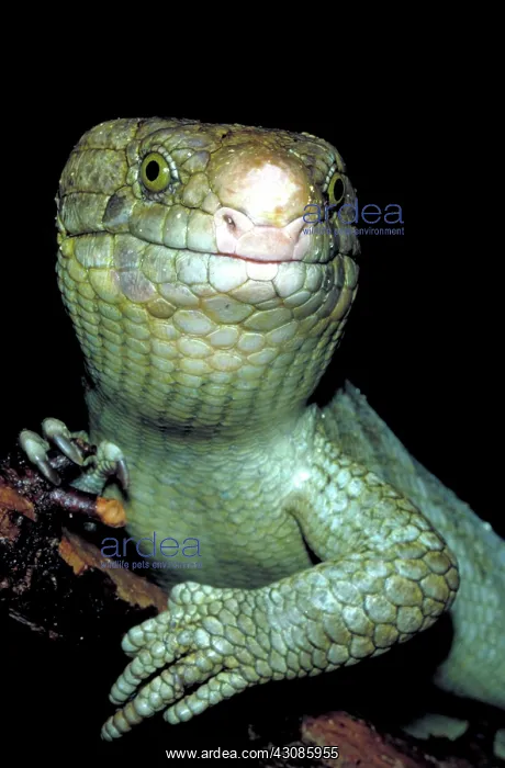 : Solomon Island skink : Solomon Island skink