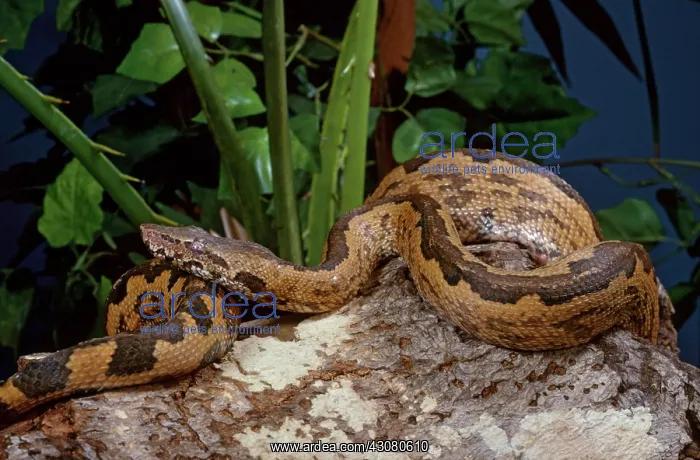 : Solomon Islands Boa : Solomon Islands Boa