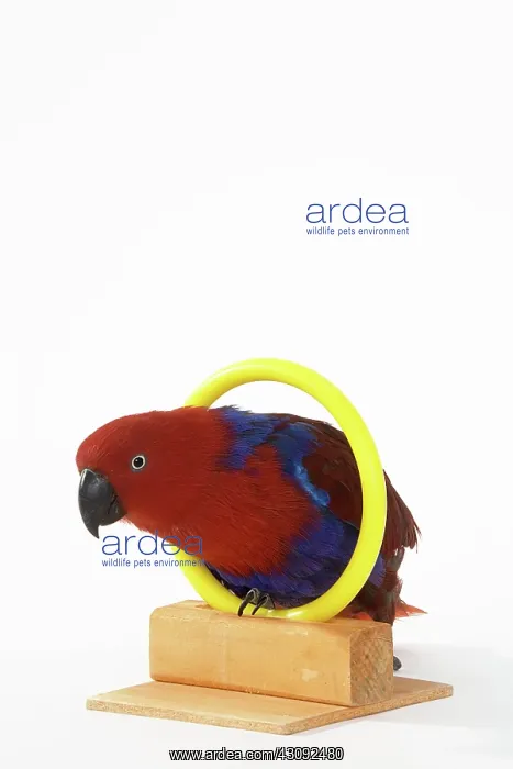 : Solomon Islands Eclectus Doing A Trick : Solomon Islands Eclectus Doing A Trick