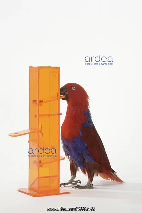 : Solomon Islands Eclectus Doing A Trick : Solomon Islands Eclectus Doing A Trick