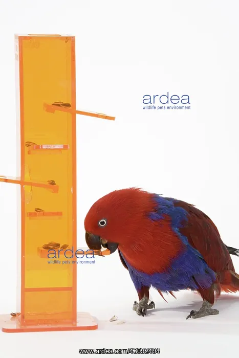 : Solomon Islands Eclectus Doing A Trick : Solomon Islands Eclectus Doing A Trick