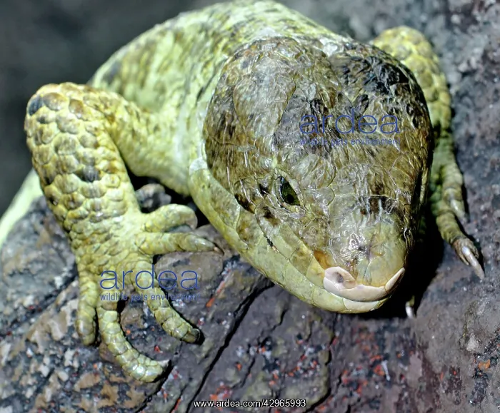 : Solomon Islands Giant Skink : Solomon Islands Giant Skink