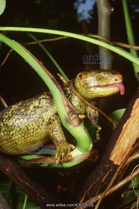  : Solomon Islands Giant Skink