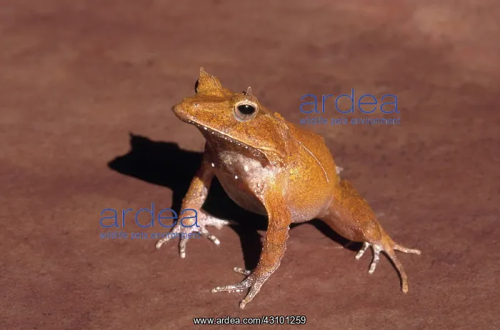 : Solomon Islands Horned Frog : Solomon Islands Horned Frog