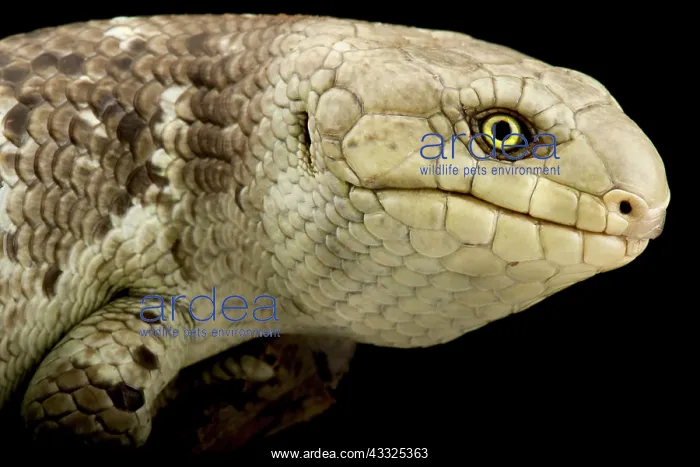 : Solomon Islands skink (Corucia zebrata), on black background : Solomon Islands skink (Corucia zebrata), on black background