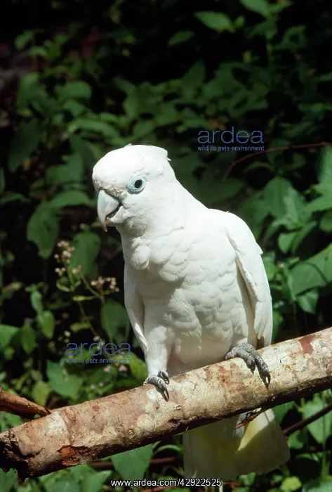 : Solomons Cockatoo / Ducorps Cockatoo : Solomons Cockatoo / Ducorps Cockatoo