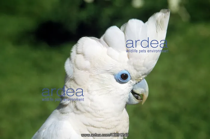 : Solomons Cockatoo / Ducorps Cockatoo : Solomons Cockatoo / Ducorps Cockatoo