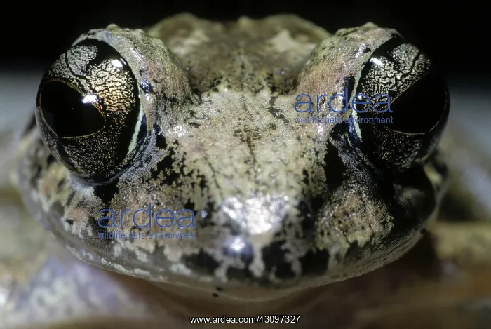 : Solomon's Forest Frog : Solomon's Forest Frog