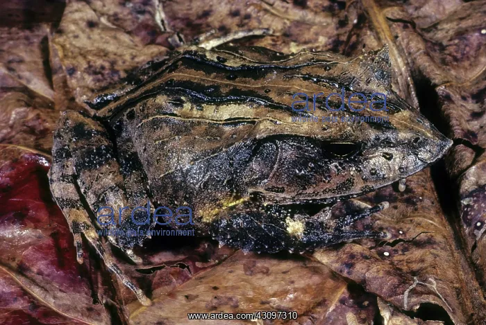 : Solomon's Leaf Frog : Solomon's Leaf Frog