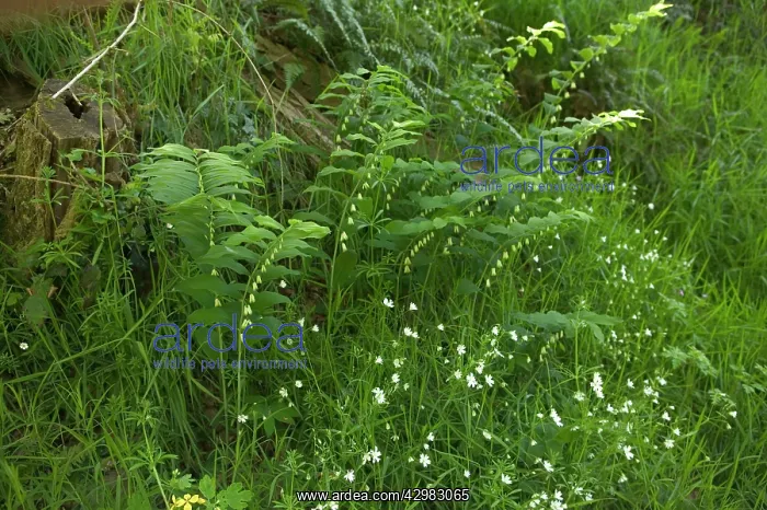 : Solomon's Seal : Solomon's Seal