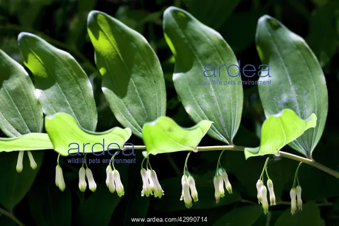 : Solomon's Seal : Solomon's Seal