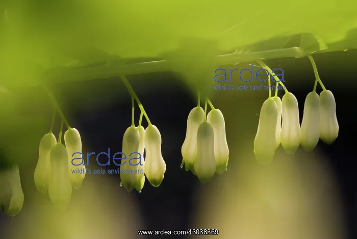 : Solomon's Seal : Solomon's Seal