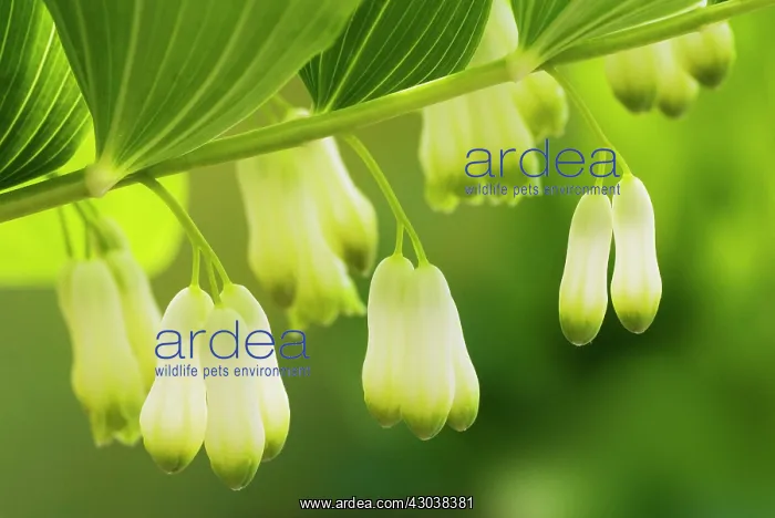 : Solomon's Seal : Solomon's Seal
