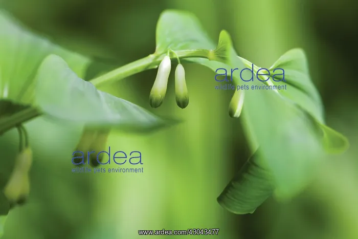 : Solomon's Seal : Solomon's Seal