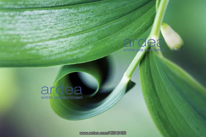 : Solomon's Seal : Solomon's Seal