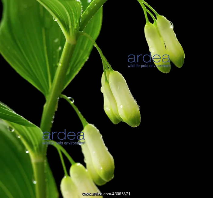 : Solomon's seal : Solomon's seal