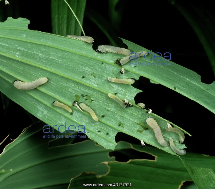: Solomon's seal sawfly larvae : Solomon's seal sawfly larvae