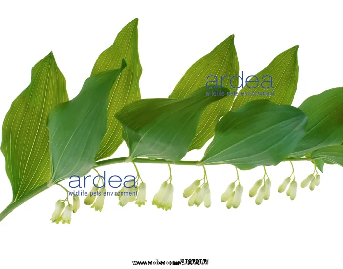 : Solomon'sseal : Solomon'sseal