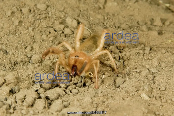 : Solpugid = known commonly as Sun Spiders or Wind Scorpions : Solpugid = known commonly as Sun Spiders or Wind Scorpions