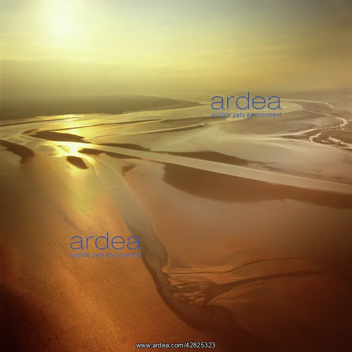 : Solway Firth, Mudflats with sunset, border between : Solway Firth, Mudflats with sunset, border between