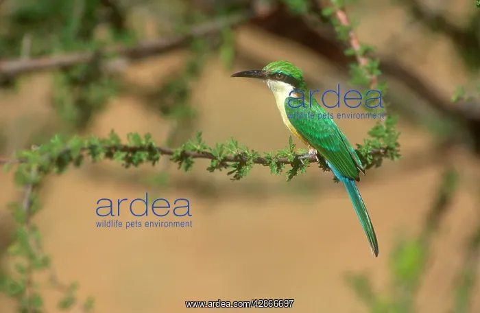 : Somali Bee-eater - Perched in acacia tree : Somali Bee-eater - Perched in acacia tree