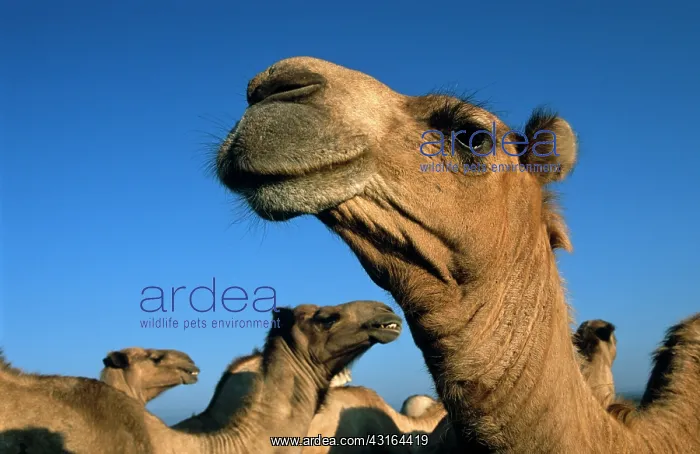 : Somali camel : Somali camel