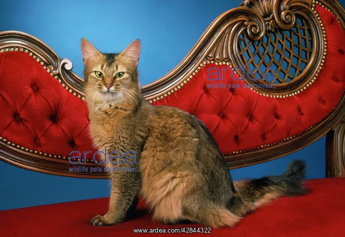  : SOMALI CAT