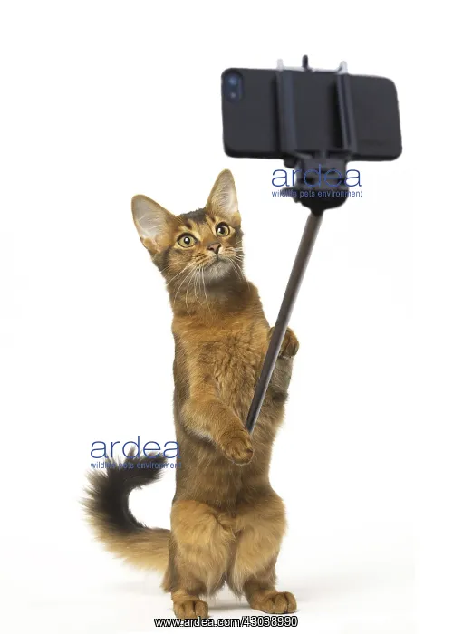  : Somali Cat on hind legs taking a selfie