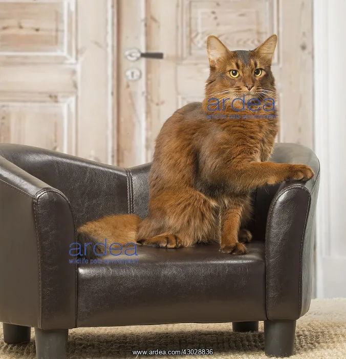  : Somali cat indoors