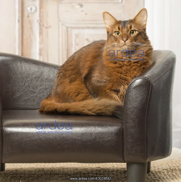  : Somali cat indoors