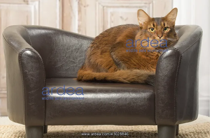  : Somali cat indoors