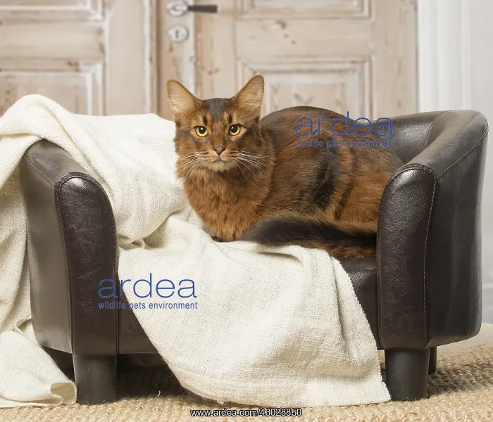  : Somali cat indoors