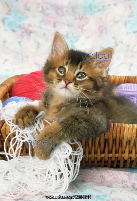  : Somali Cat - kitten in basket of wool