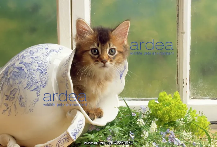  : Somali Cat - kitten in jug