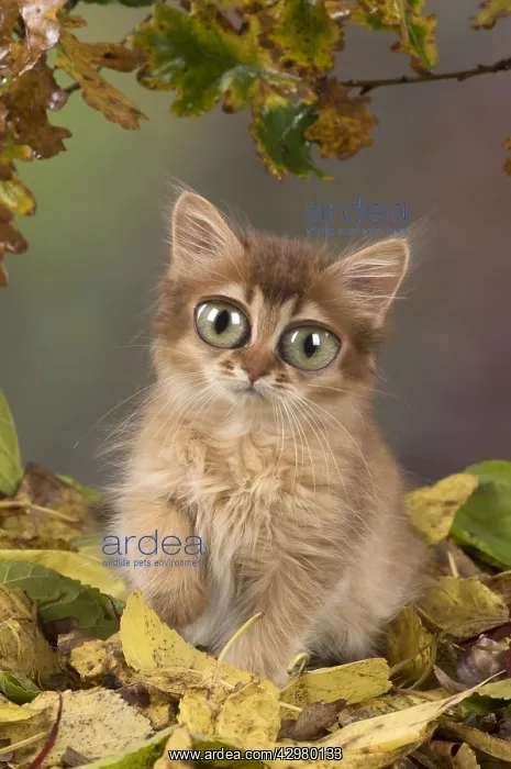  : Somali Cat, kitten with large eyes in autumn