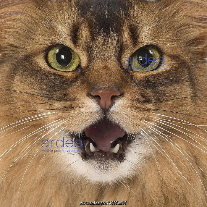  : Somali Cat, mouth open close up