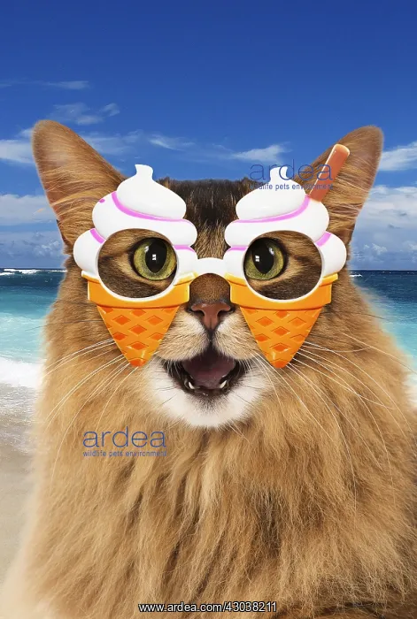  : Somali Cat, mouth open smiling, laughing, wearing
