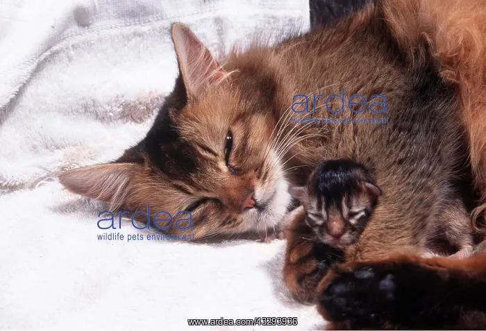: SOMALI CAT - With Newborn Kitten : SOMALI CAT - With Newborn Kitten