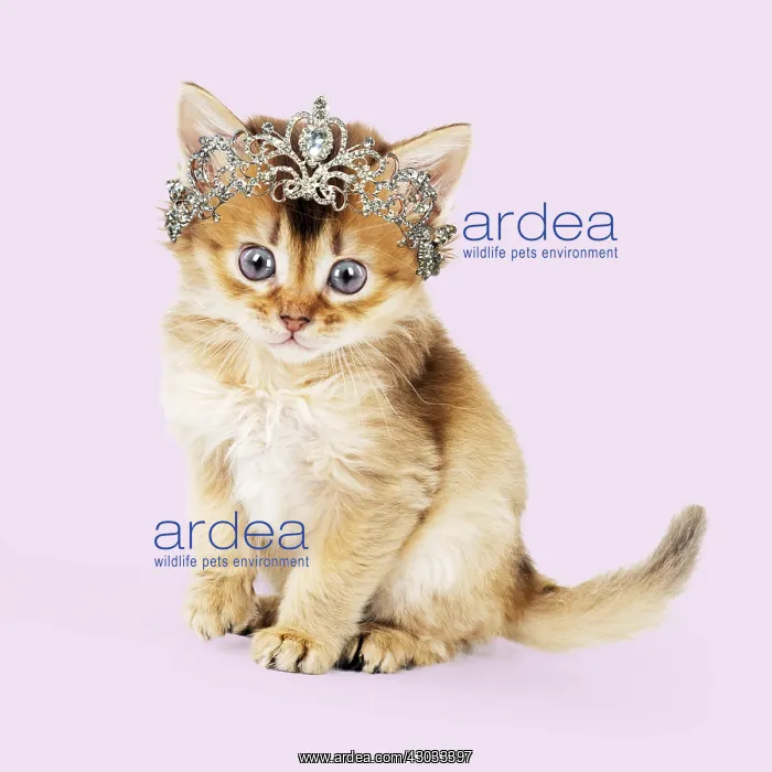 : Somali Cat, sorrel kitten 6 weeks old wearing Tiara : Somali Cat, sorrel kitten 6 weeks old wearing Tiara