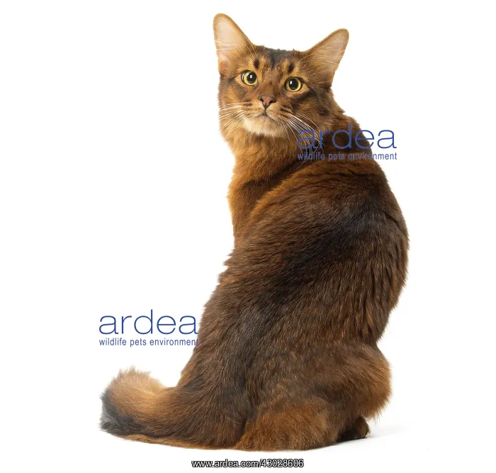  : Somali cat in the studio