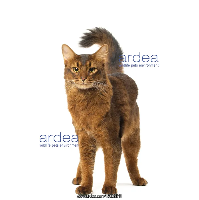  : Somali cat in the studio