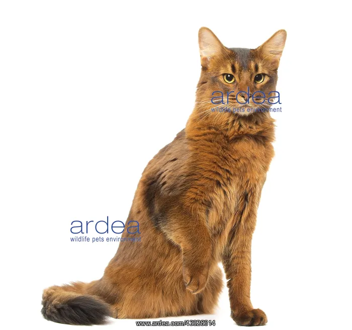  : Somali cat in the studio