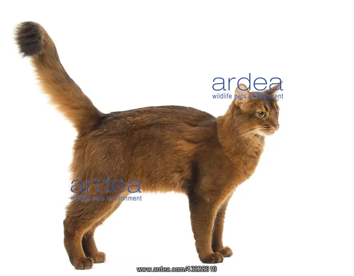  : Somali cat in the studio