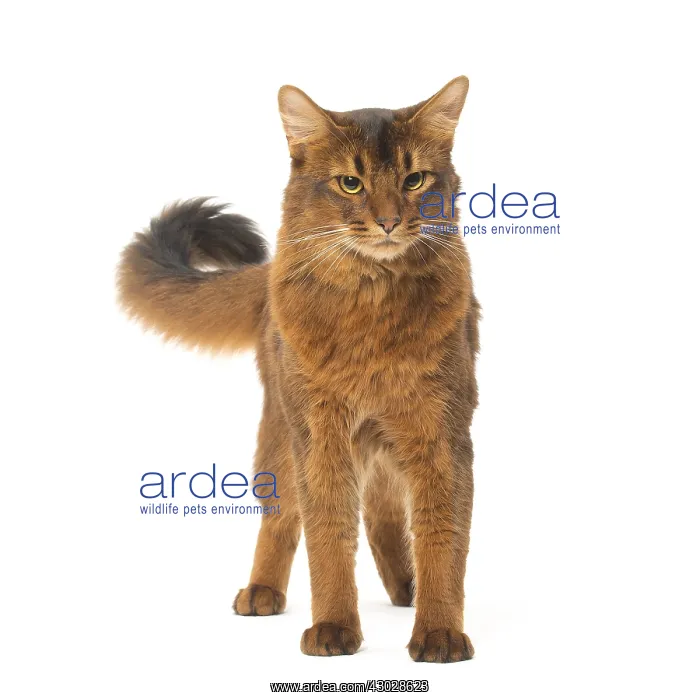  : Somali cat in the studio