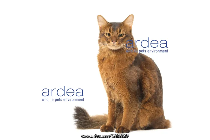  : Somali cat in the studio