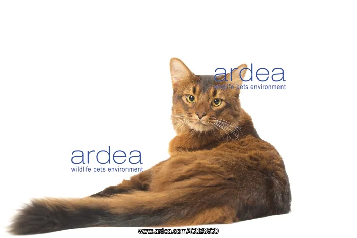  : Somali cat in the studio