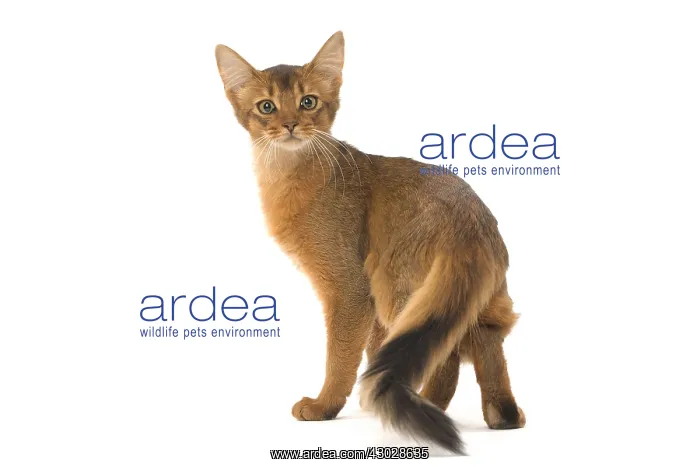  : Somali cat in the studio