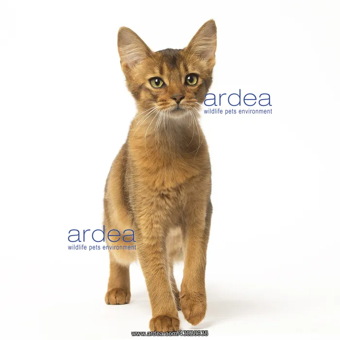  : Somali cat in the studio