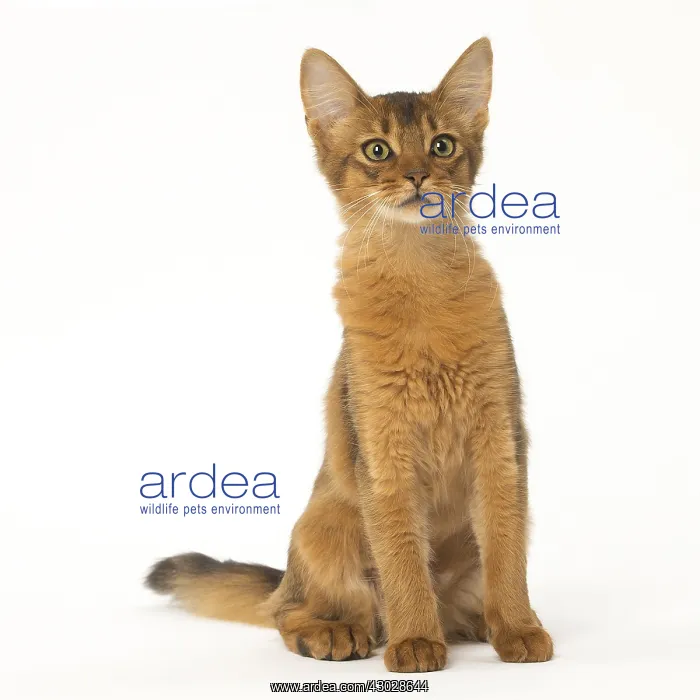  : Somali cat in the studio