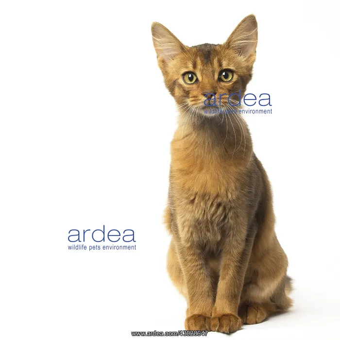  : Somali cat in the studio